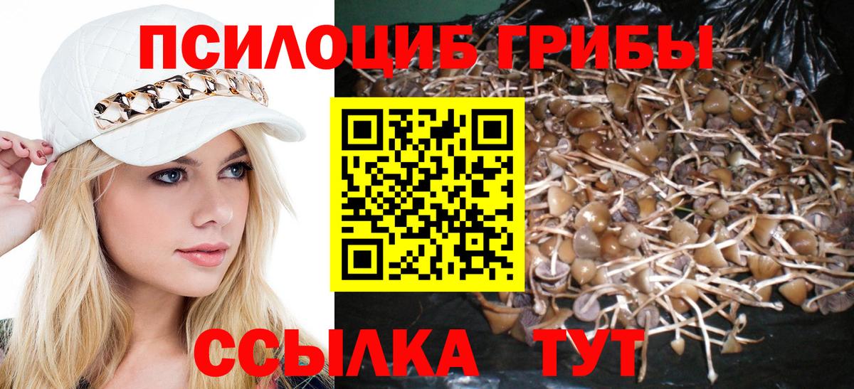 Псилоцибиновые грибы Psilocybe Кингисепп